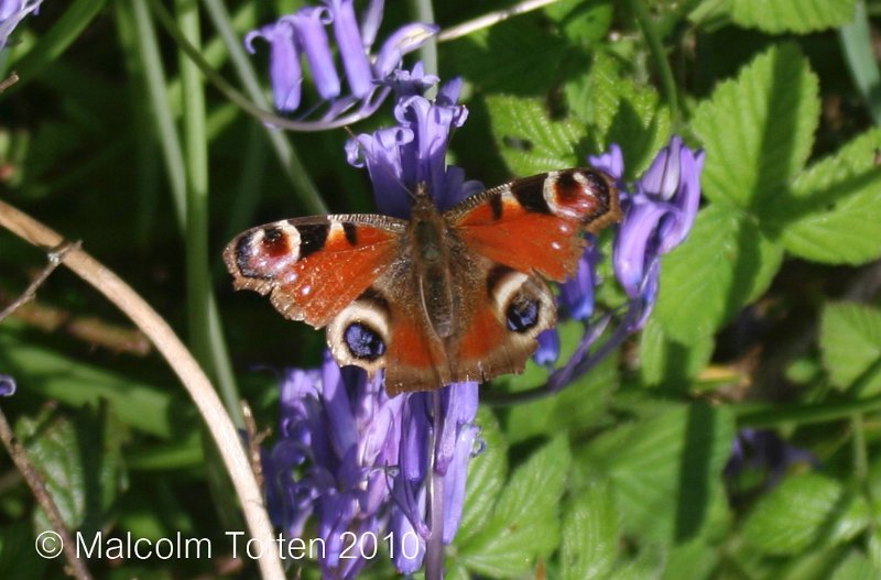 Peacock butterfly on a bluebell.jpg